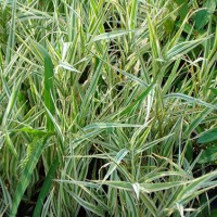 河南水生玉带草-为您推荐有品质的水生玉带草