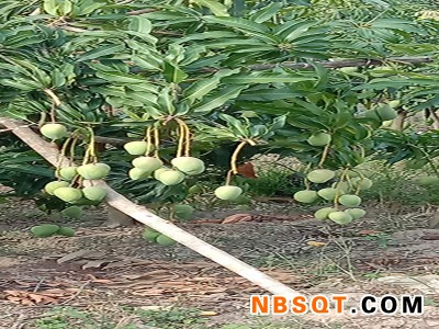 玉溪实惠的云南元江新鲜水果台农芒果批售，云南元江新鲜水果小台台农芒果代理加盟图1