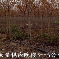 价格合理的中苗基地-声誉好的中苗基地您的品质之选