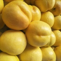 黄珊瑚黄金油桃树苗|友建苗木_黄珊瑚黄金油桃品种优异