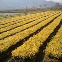 马褂木报价-知名的地被小苗基地当属南平市建阳区水秀园林