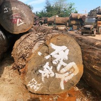 海南木材批发厂家_海南具有口碑的海南木材厂