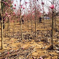 重阳木口碑好|南平哪家中苗基地可信赖