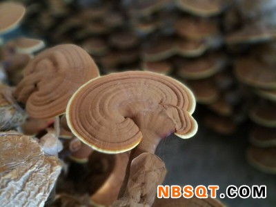 灵芝种植基地多少钱-采购优惠的灵芝就找乐农紫薯种植图1