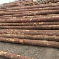 松木原木-性价比高的松木桩火热供应中