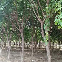 五角枫厂家，优惠的天行苗木出售