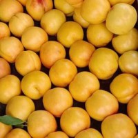 黄珊瑚黄金油桃培育基地_口碑好的黄珊瑚黄金油桃出售
