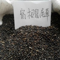 鼠尾草批发|供应山东实惠的鼠尾草