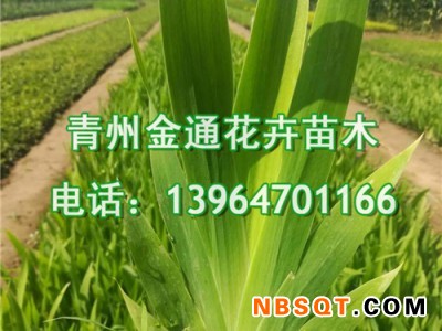 潍坊水生鸢尾-供应山东实惠的水生鸢尾图1