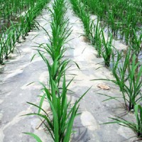 山西农用除草地膜_山东优良的农用除草地膜生产基地