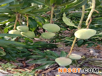 优惠的云南元江新鲜水果台农芒果，电子商务服务供应_云南元江新鲜水果小台台农芒果代理加盟图1
