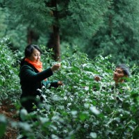 四川峨眉山有机茶-划算的峨眉山遇仙茶供应