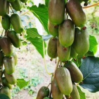 软枣猕猴桃苗价格-哪里能买到实惠的软枣猕猴桃苗