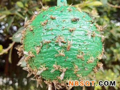 西安粘虫球哪家好-诱蝇球厂家现货供应图1
