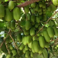 软枣猕猴桃苗价格-想要品种好的软枣猕猴桃就来丹东韵都软枣园
