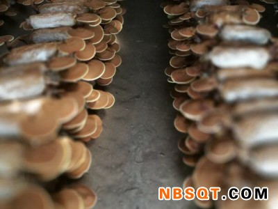 营口灵芝供应-销量好的灵芝粉报价图1