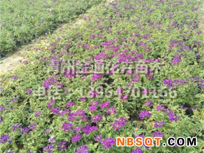 细叶美女樱批发基地_供应潍坊实惠的细叶美女樱图1