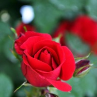 四季玫瑰批发价格-性价比高的四季玫瑰就在纹旭花卉