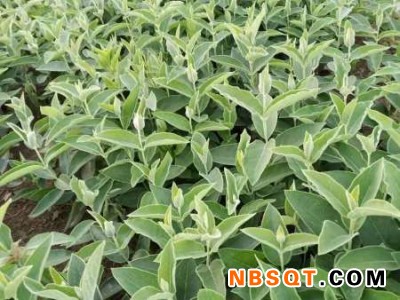 鞍山白薇-划算的白薇优选弘玮苗圃图1
