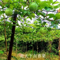 澳门黄金百香果-去哪找声誉好的黄金百香果厂家