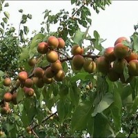 西宁苗木销售公司-病虫害低的青宏杏出售