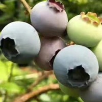 盘锦陆地蓝莓|辽宁蓝沃农业科技实惠的陆地蓝莓供应