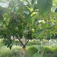 软枣猕猴桃出售_优惠的软枣猕猴桃优选稼盛生态农业