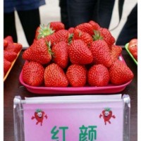 红颜草莓苗批发-红颜草莓苗多少钱一株