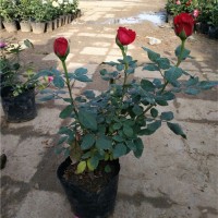 丰花月季价格-想买实惠的玫瑰月季，就到金丽花卉苗木