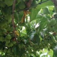 丹东软枣子猕猴桃二年苗批发-在哪能买到高质量的软枣猕猴桃苗