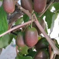 大连软枣猕猴桃树苗哪家好-口碑好的软枣猕猴桃树苗出售