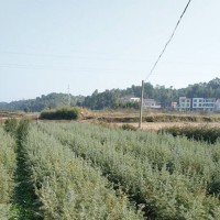 锦华柏树苗供应-供应湖南高质量的锦华柏树苗