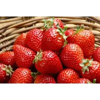 益阳草莓鲜果|哪里有供应品质好的草莓鲜果