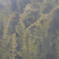 水生态价格-成活率高的狐尾藻出售