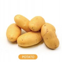 山东土豆供应-实惠的土豆康德果蔬供应
