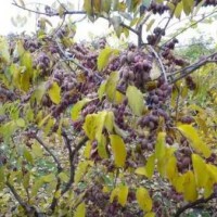 软枣猕猴桃种植关键技术-想要易种植的红色软枣猕猴桃苗就来丹东韵都软枣园