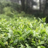 峨眉有机茶-四川销量好的天然有机茶供应