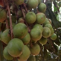 坚果树苗批发|优育的夏威夷果树苗出售
