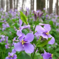 【求指点】二月兰种植基地，二月兰供应商，二月兰价格