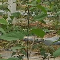 软枣苗价格-供应辽宁好种植的软枣苗