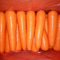 【来俺这！可实惠咧】胡萝卜购销【胡萝卜价格】胡萝卜供应