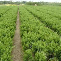 小龙柏种植基地-想买品种好的小龙柏上哪