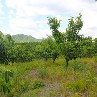 凤城户外生存体验-采摘农家菜选凤城玉龙山庄-放心可靠