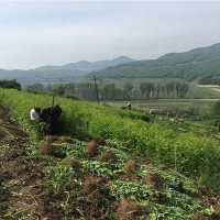 营口黄柏育苗基地-供应吉林口碑好的黄菠萝