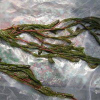 水生态-成活率高的狐尾藻优选丰城清溪农业