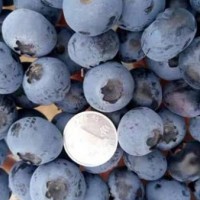天然的新鲜蓝莓|沈阳优惠的新鲜蓝莓出售