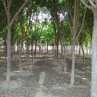 五角枫厂家-供应山东品种好的天行苗木