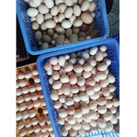 浙江土鸡蛋价格-采购优惠的土鸡蛋就找新星农业