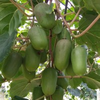 软枣猕猴桃苗批发-哪里能买到品种好的软枣猕猴桃苗