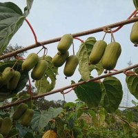 软枣猕猴桃厂家|供应丹东优惠的软枣猕猴桃